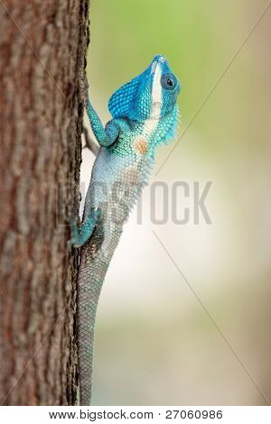 blå crested firben Calotes mystaceus klatring på træstamme, thailand