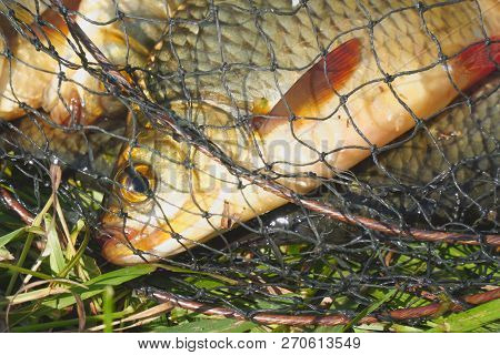The Head Of A Fish With Red Fins In The Cage. Rudd - Scardinius Erythrophthalmus.