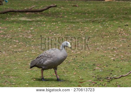 Rare Cape Barren Goose In Eastern Tasmania
