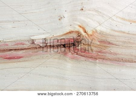 Split Wood, Piece Of Trunk. Wooden Structure Texture