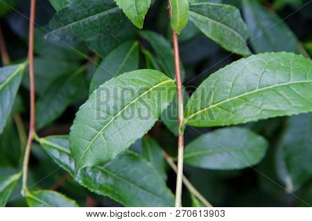 Thea Sinensis (tea Flower) Shrub In Close Up