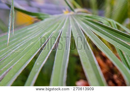 The Chamaerops (european Fan Palm) Plant In Close Up