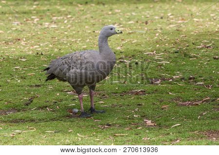 Rare Cape Barren Goose In Eastern Tasmania