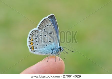 Common Blue Butterfly On Finger. Polyommatus Amandus On Man Finger.