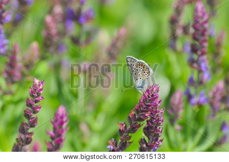 A Stunning Male Adonis Blue Butterfly, Polyommatus Bellargus, On Meadow. Beautiful Butterfly Backgro
