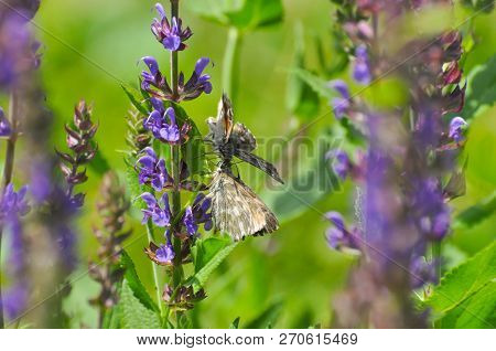 Couple Skipper Butterfly In Grass. Carcharodus Flocciferus, The Tufted Skipper Or Tufted Marbled Ski