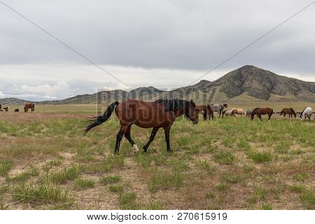 Beautiful Wild Horses In The Utah Desert In Summer