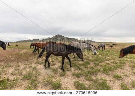 Beautiful Wild Horses In The Utah Desert In Summer