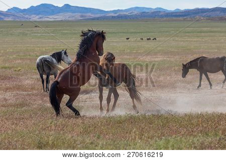 Beautiful Wild Horses In The Utah Desert In Summer