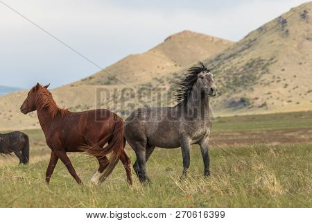 Beautiful Wild Horses In The Utah Desert In Summer