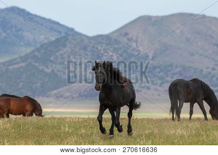 Beautiful Wild Horses In The Utah Desert In Summer