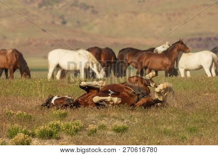 Beautiful Wild Horses In The Utah Desert In Summer