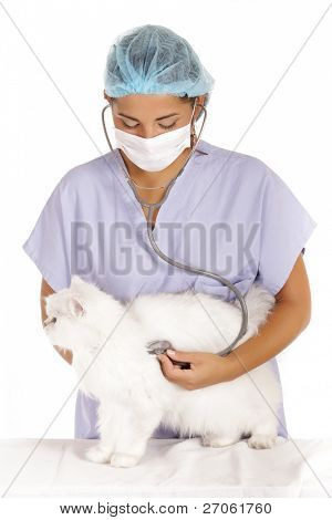 jeune femme vétérinaire examinant chat angora blanc avec stéthoscope