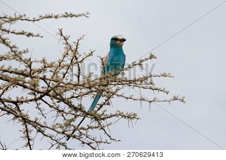 Abyssinian Roller (coracias Abyssinicus)