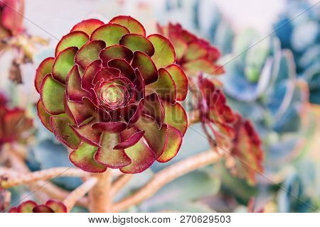 One Fresh Succulent Cactus Close Up At Sunny Day. Green Plant For Natural Background. Natural Flower