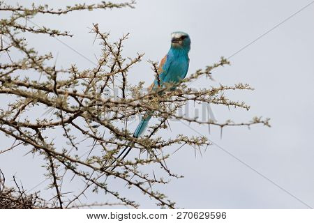 Abyssinian Roller (coracias Abyssinicus)