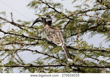 African Grey Hornbill (tockus Nasutus)