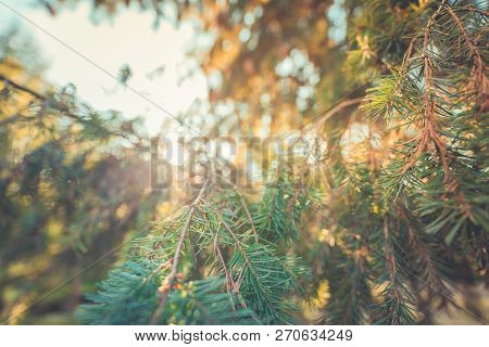 Mountain Pine, Dwarf Mountain Pine, Scrub Mountain Pine.