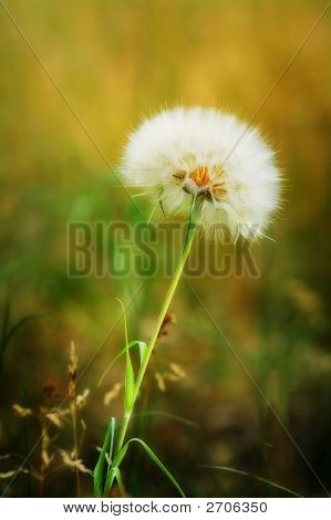 Dandy Lion