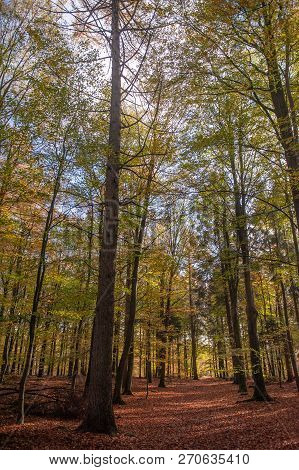 Impression Of The Forest Near Former Prison And Transit Camp Westerbork, On A Sunny Afternoon. Image