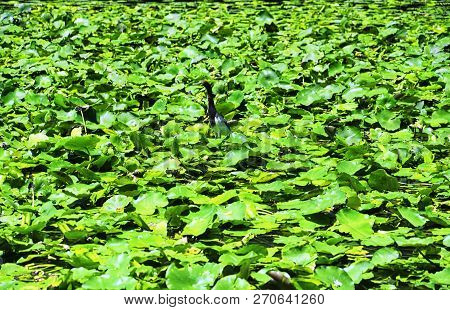 A Single Crane Standing In A Pond Surrounded By Lotus Leaves In Lizhi Park In Futian District In She