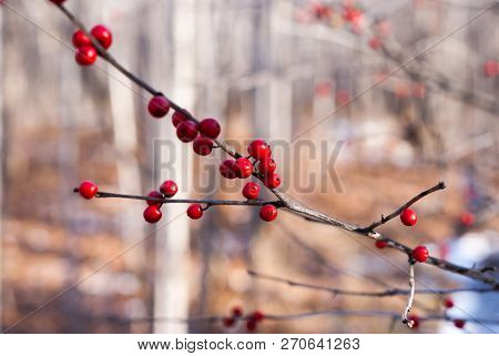 Close-up View Of One Branch Of Red Winterberries In November
