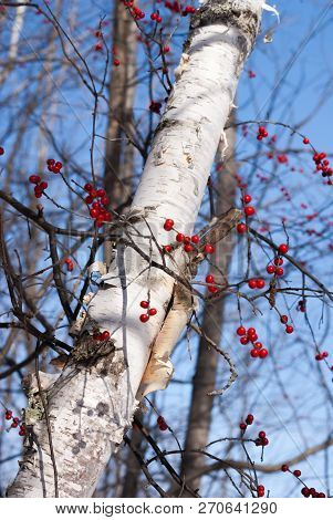White Birch Tree With Winterberry  Branches Across It