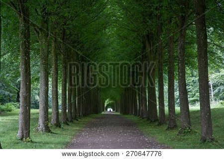 Fredensborg, Denmark - July 2, 2017: A Tree Alley In The Park At Fredensborg Palace