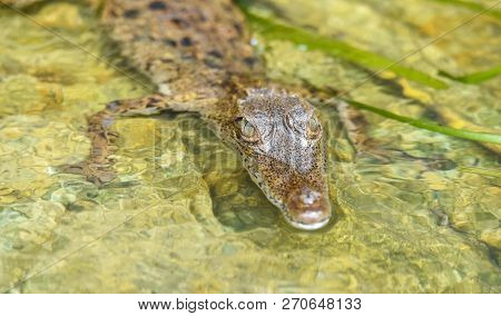 Young Crocodile (crocodylus Acutus ) In Its Habitat Waters In Wild Panama Rain Forest River.