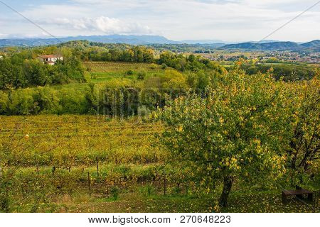 The Autumn Landscape In The Collio Vineyard Area Of Friuli Venezia Giulia, North West Italy. Taken N