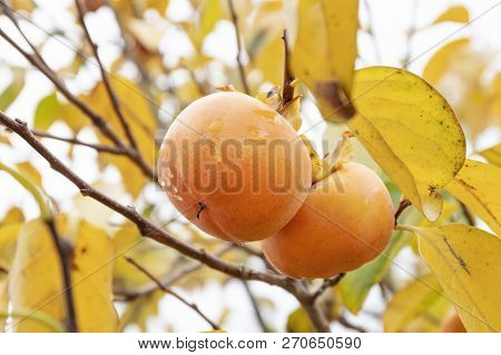 Kaki Tree With Kaki Fruits Ready To Be Harvested. Persimmon Tree And Fruits In Autumn. Diospyros Kak