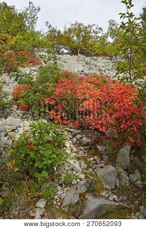 Autumn Colours On Display In The Carso Karst Limestone Area Of Friuli, Near Doberdo In North East It