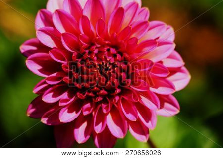 Pink Dahlia Flower In Real Garden Shallow Depth Of Field.