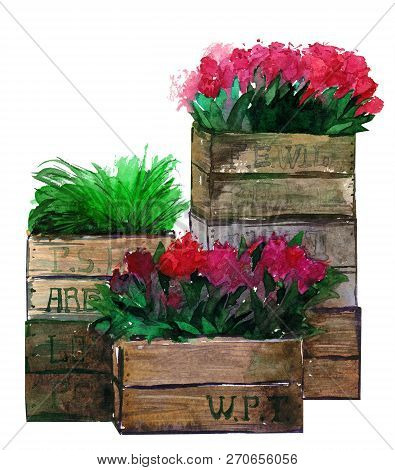 Flowers Tulips Plants Box Wood Watercolor Isolated