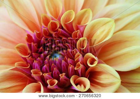 Close-up Of A Single Orange, Carroty Dahlia Bloom. The National Flower Of Mexico.