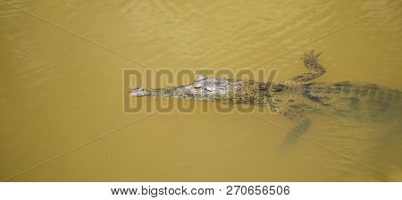 Young Crocodile (crocodylus Acutus ) In Its Habitat Waters In Wild Panama Rain Forest River.