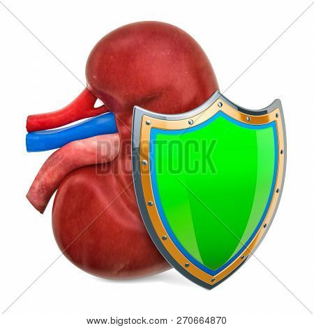 Human Kidney With Shield, Kidneys Protect Concept. 3d Rendering Isolated On White Background