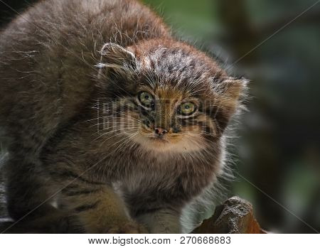 Close Up Portrait Of Manul Kitten