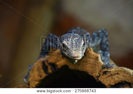 Close Up Front Portrait Of Blue Spotted Tree Monitor (varanus Macraei) Resting On Tree Trunk And Loo