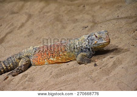 Close Up Profile Portrait Of Chinese Crocodile Lizard (shinisaurus Crocodilurus) In Sand, Looking At