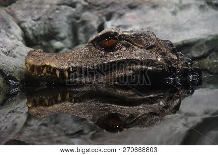 Close Profile Portrait Image & Photo (Free Trial) | Bigstock