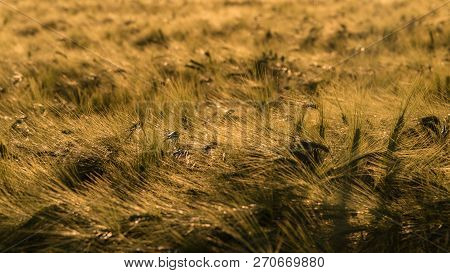 The Golden Grain Is Ripe For Harvest In Close Up