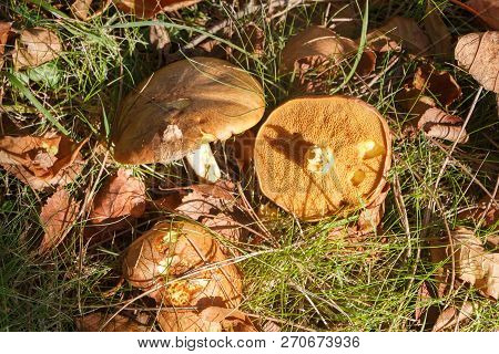 Slippery Jack Mushrooms And Dead Leaves In Grass During Autumn