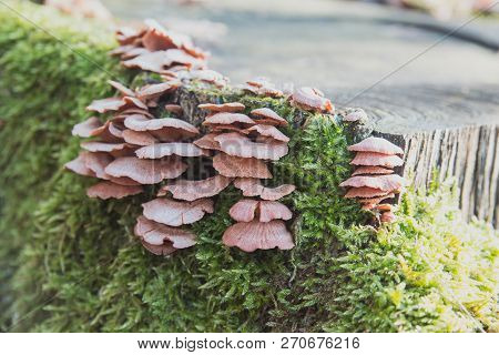 Group Of Sheathed Woodtuft Mushrooms, Side View