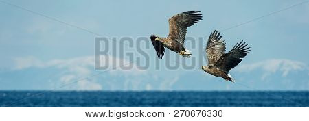 Adult White-tailed Eagles In Flight. Sky Background. Scientific Name: Haliaeetus Albicilla, Also Kno