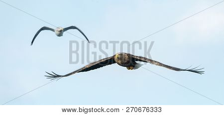 Adult White-tailed Eagle In Flight. Sky Background. Scientific Name: Haliaeetus Albicilla, Also Know