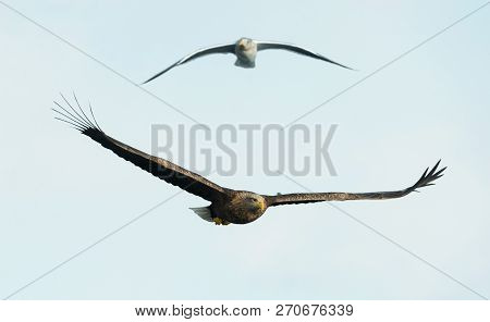Adult White-tailed Eagle In Flight. Sky Background. Scientific Name: Haliaeetus Albicilla, Also Know