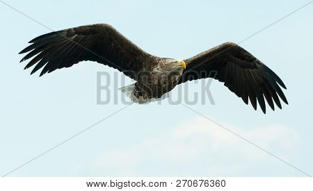 Adult White-tailed Eagle In Flight. Sky Background. Scientific Name: Haliaeetus Albicilla, Also Know