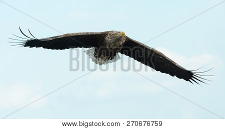 Adult White-tailed Eagle In Flight. Sky Background. Scientific Name: Haliaeetus Albicilla, Also Know