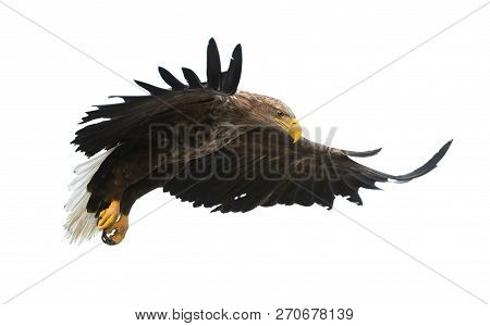 Adult White-tailed Eagle In Flight. Isolated On White Background. Scientific Name: Haliaeetus Albici